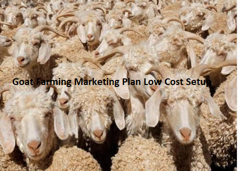 Goat Farming Marketing Plan Low Cost Setup