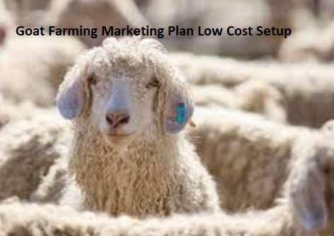 Goat Farming Marketing Plan Low Cost Setup
