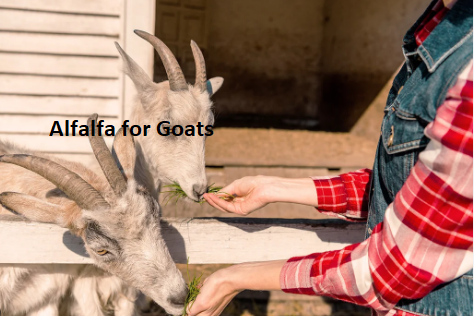 Alfalfa for Goats Alfalfa for Goats