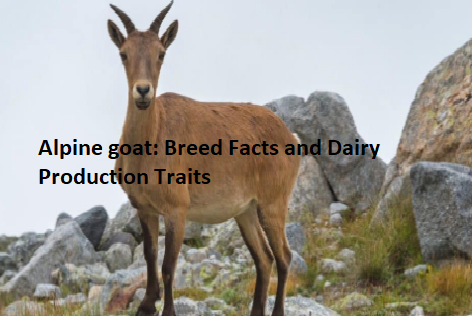 Alpine goat: Breed Facts and Dairy Production Traits Alpine goat: Breed Facts and Dairy Production Traits