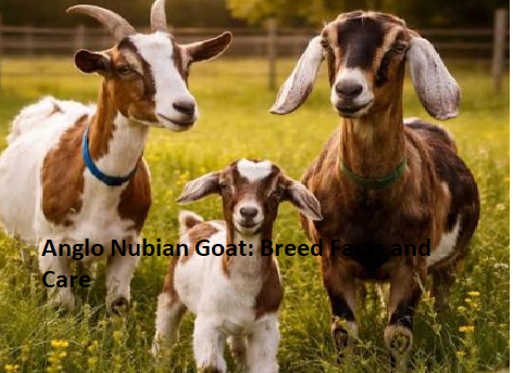 Anglo Nubian Goat: Breed Facts and Care Anglo Nubian Goat: Breed Facts and Care