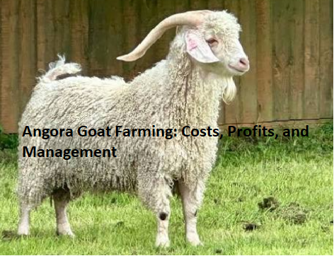 Angora Goat Farming: Costs, Profits, and Management Angora Goat Farming: Costs, Profits, and Management