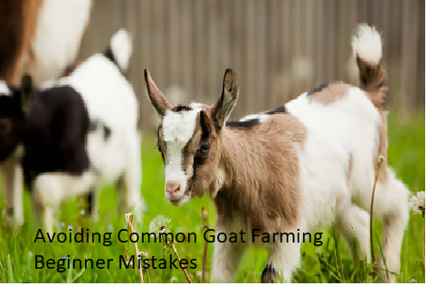 Avoiding Common Goat Farming Beginner Mistakes Avoiding Common Goat Farming Beginner Mistakes