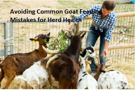 Avoiding Common Goat Feeding Mistakes for Herd Health Avoiding Common Goat Feeding Mistakes for Herd Health