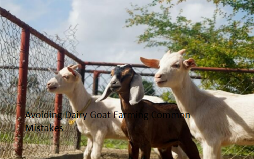 Avoiding Dairy Goat Farming Common Mistakes