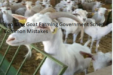 Avoiding Goat Farming Government Scheme Common Mistakes Avoiding Goat Farming Government Scheme Common Mistakes