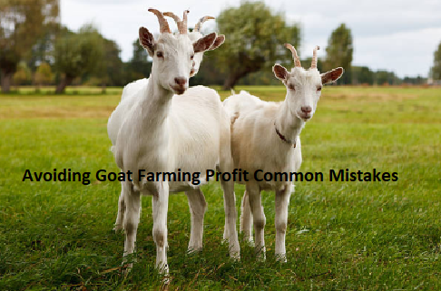 Avoiding Goat Farming Profit Common Mistakes