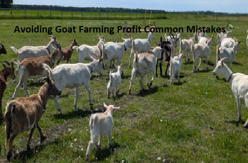 Avoiding Goat Farming Profit Common Mistakes