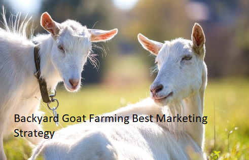 Backyard Goat Farming Best Marketing Strategy Backyard Goat Farming Best Marketing Strategy
