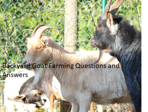 Backyard Goat Farming Questions and Answers Backyard Goat Farming Questions and Answers