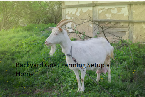 Backyard Goat Farming Setup at Home Backyard Goat Farming Setup at Home