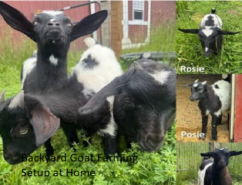 Backyard Goat Farming Setup at Home Backyard Goat Farming Setup at Home
