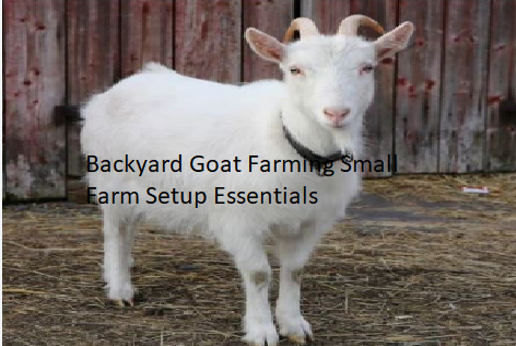Backyard Goat Farming Small Farm Setup Essentials Backyard Goat Farming Small Farm Setup Essentials