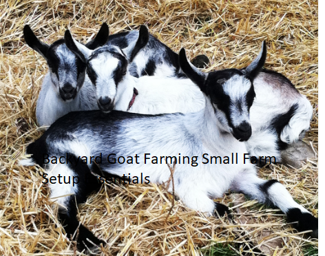 Backyard Goat Farming Small Farm Setup Essentials Backyard Goat Farming Small Farm Setup Essentials