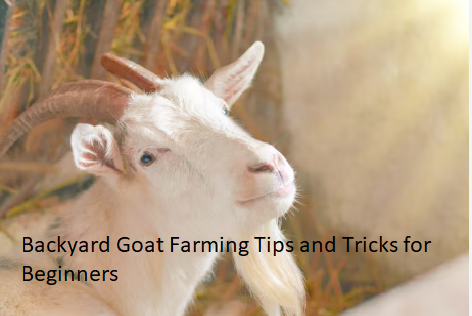 Backyard Goat Farming Tips and Tricks for Beginners Backyard Goat Farming Tips and Tricks for Beginners
