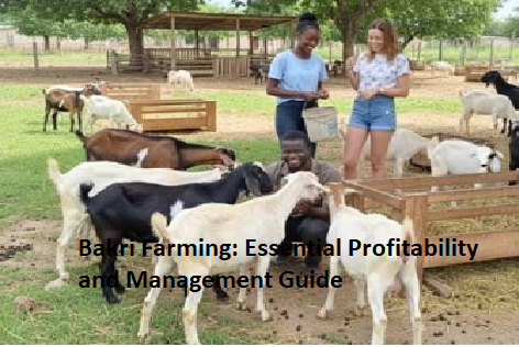 Bakri Farming: Essential Profitability and Management Guide Bakri Farming: Essential Profitability and Management Guide