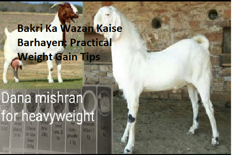 Bakri ka chara: Nutrition and Feeding Best Practices Bakri ka chara: Nutrition and Feeding Best Practices