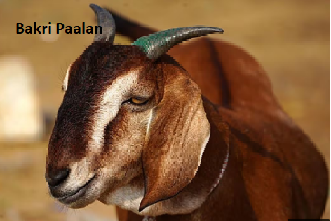 Bakri Paalan Bakri Paalan