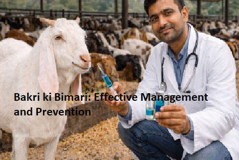 Bakri ki Bimari: Effective Management and Prevention Bakri ki Bimari: Effective Management and Prevention