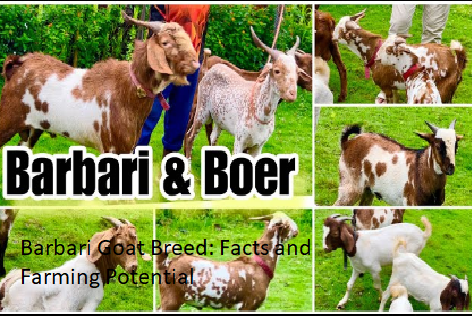 Barbari Goat Breed: Facts and Farming Potential Barbari Goat Breed: Facts and Farming Potential