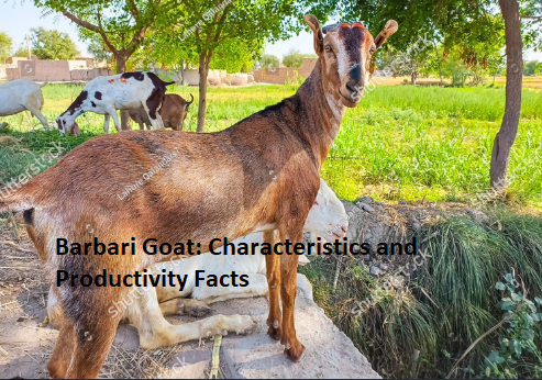 Barbari Goat: Characteristics and Productivity Facts Barbari Goat: Characteristics and Productivity Facts