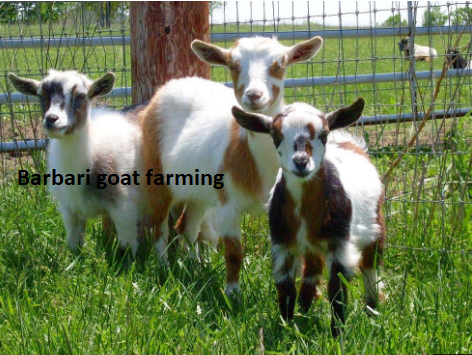 Barbari goat farming Barbari goat farming