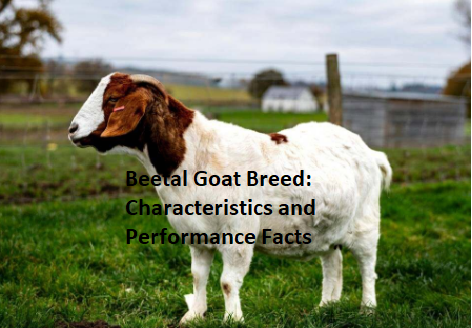 Beetal Goat Breed: Characteristics and Performance Facts Beetal Goat Breed: Characteristics and Performance Facts