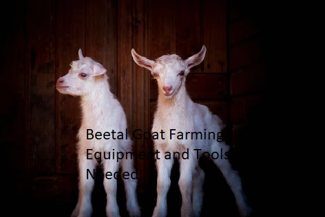 Beetal Goat Farming Equipment and Tools Needed Beetal Goat Farming Equipment and Tools Needed