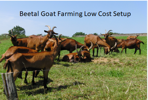 Beetal Goat Farming Low Cost Setup Beetal Goat Farming Low Cost Setup