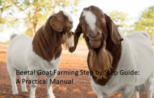 Beetal Goat Farming Step by Step Guide: A Practical Manual Beetal Goat Farming Step by Step Guide: A Practical Manual