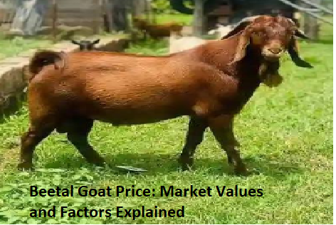 Beetal Goat Price: Market Values and Factors Explained Beetal Goat Price: Market Values and Factors Explained