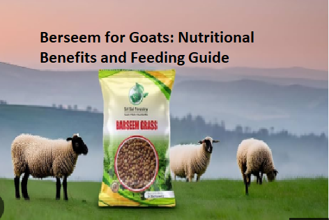 Berseem for Goats: Nutritional Benefits and Feeding Guide Berseem for Goats: Nutritional Benefits and Feeding Guide