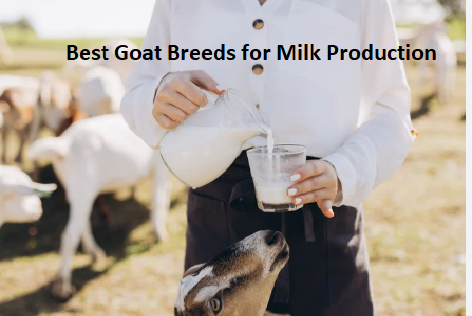 Best Goat Breeds for Milk Production Best Goat Breeds for Milk Production