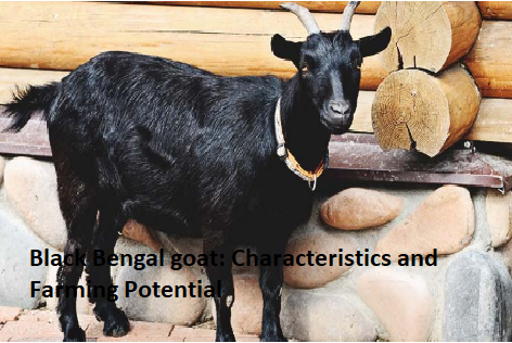 Black Bengal goat: Characteristics and Farming Potential Black Bengal goat: Characteristics and Farming Potential