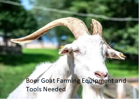Boer Goat Farming Equipment and Tools Needed Boer Goat Farming Equipment and Tools Needed