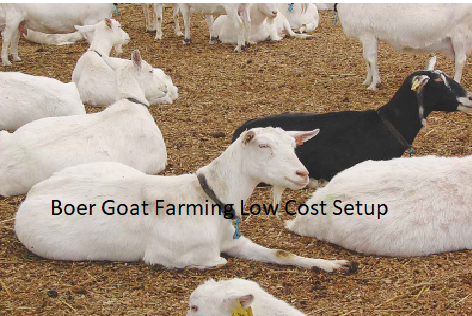 Boer Goat Farming Low Cost Setup Boer Goat Farming Low Cost Setup