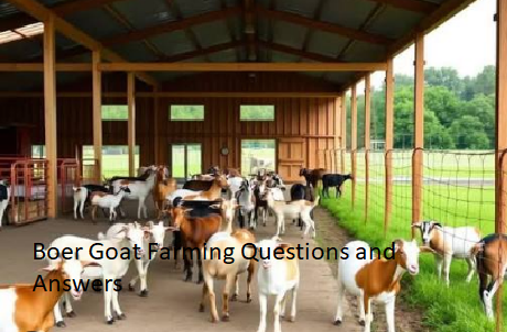 Boer Goat Farming Questions and Answers