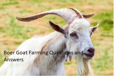 Boer Goat Farming Questions and Answers Boer Goat Farming Questions and Answers