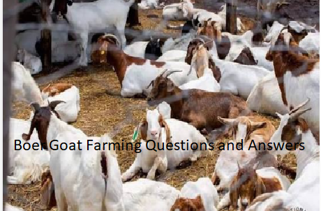 Boer Goat Farming Questions and Answers