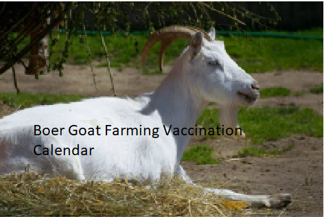 Boer Goat Farming Vaccination Calendar Boer Goat Farming Vaccination Calendar