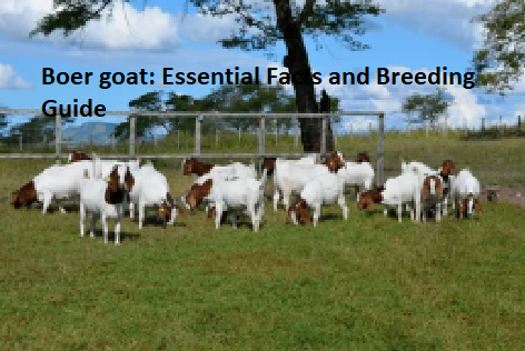 Boer goat: Essential Facts and Breeding Guide Boer goat: Essential Facts and Breeding Guide