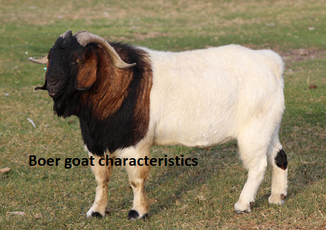 Boer goat characteristics Boer goat characteristics