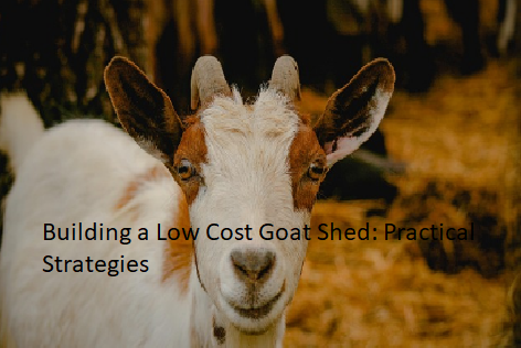 Building a Low Cost Goat Shed: Practical Strategies Building a Low Cost Goat Shed: Practical Strategies