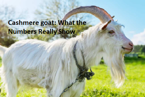 Cashmere goat: What the Numbers Really Show Cashmere goat: What the Numbers Really Show