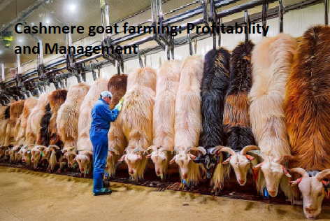 Cashmere goat farming: Profitability and Management Cashmere goat farming: Profitability and Management