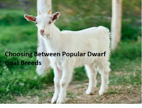 Choosing Between Popular Dwarf Goat Breeds Choosing Between Popular Dwarf Goat Breeds