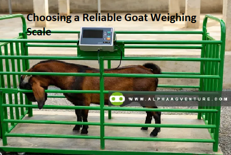 Choosing a Reliable Goat Weighing Scale Choosing a Reliable Goat Weighing Scale