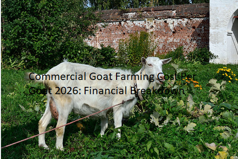 Commercial Goat Farming Cost Per Goat 2026: Financial Breakdown Commercial Goat Farming Cost Per Goat 2026: Financial Breakdown