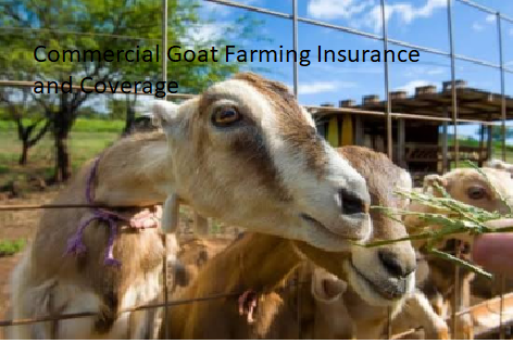 Commercial Goat Farming Insurance and Coverage Commercial Goat Farming Insurance and Coverage