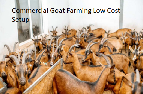 Commercial Goat Farming Low Cost Setup